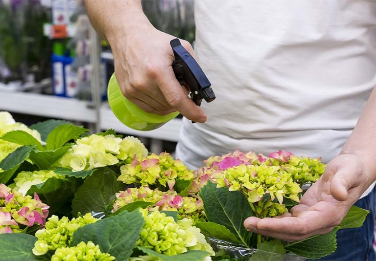 Guide Ultime Pour Les Hortensias Soins Vari T S Et Conseils D Entretien