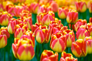 Tulips flower bulbs from Holland