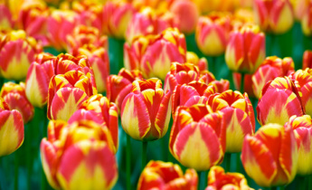 Tulips in many colours and shapes