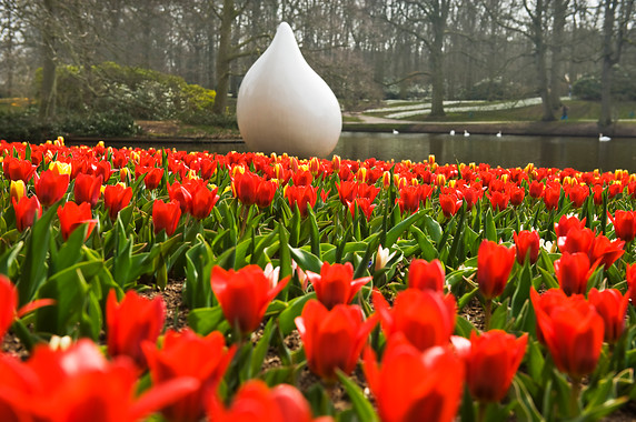 10 factos interessantes sobre as tulipas Dicas da avó