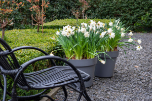 Zeitgenössischer weißer Garten mit Blumenzwiebeln