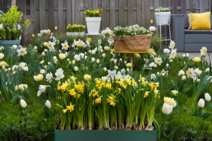 Flower bulbs in pots