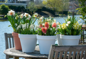 Flower bulbs in pots