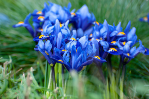 Iris Flower Bulbs