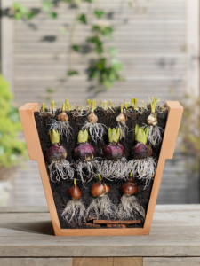 Lasagne planting with flower bulbs