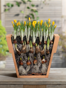 flower-bulbs-lasagne-planting-step-2