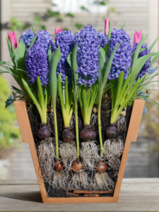 flower-bulbs-lasagne-planting-step-3