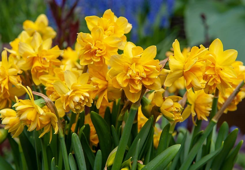 Growing Daffodils in Ireland Fotobeschreibung