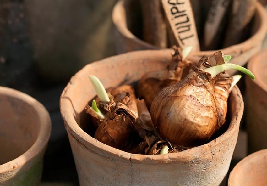 Comment planter des bulbes de jonquille en Irlande ?