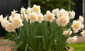 Growing Daffodils in Ireland?