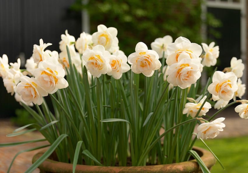 Growing Daffodils in Ireland Fotobeschreibung