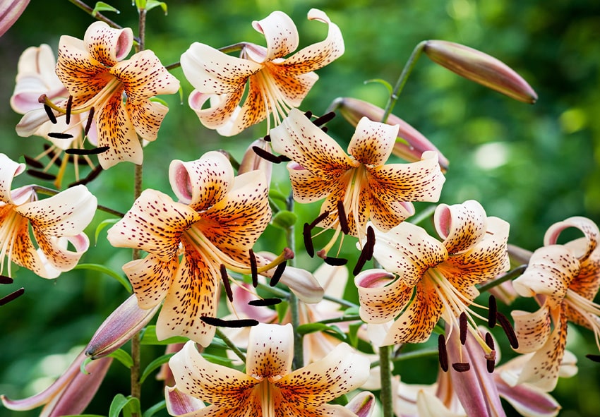 Wie pflegt man eine Lilienpflanze im Freien Fotobeschreibung