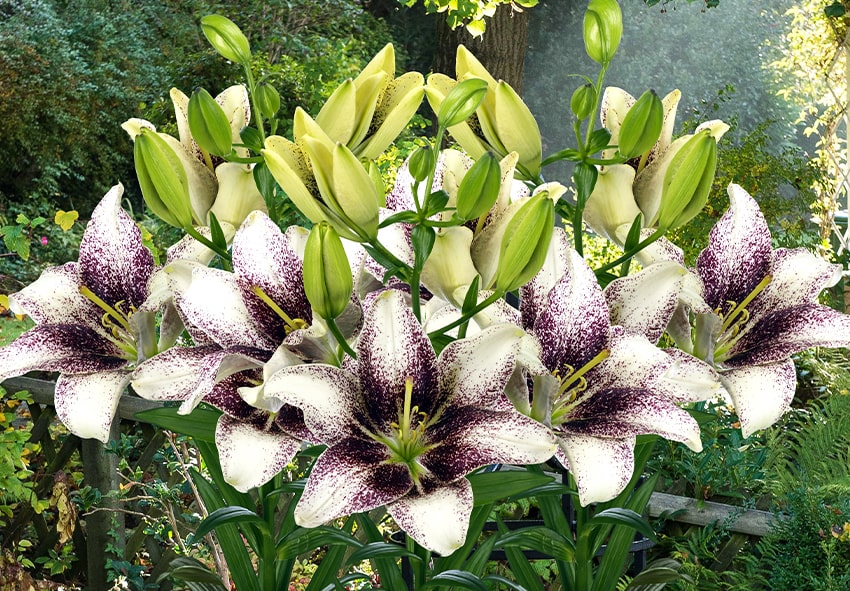 Growing Lilies: Problem-solving photo description