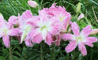 How to Plant Lilies
