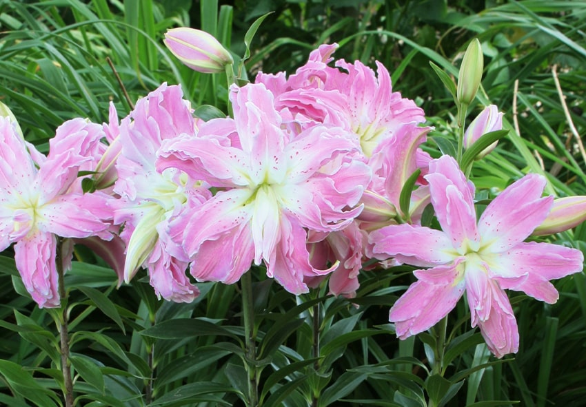 How to Plant Lilies photo description