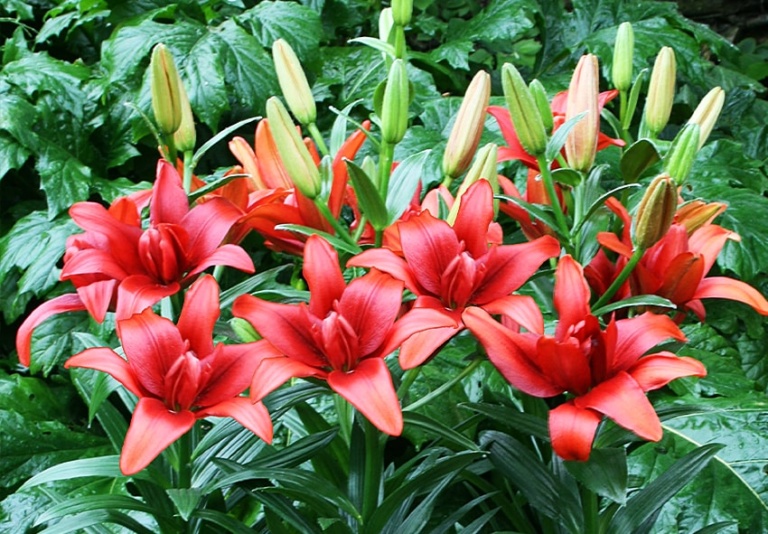 All About Planting Lilies in Ireland