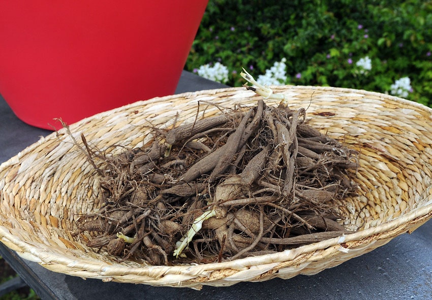Comment planter des tubercules de dahlia et les faire pousser correctement description de la photo