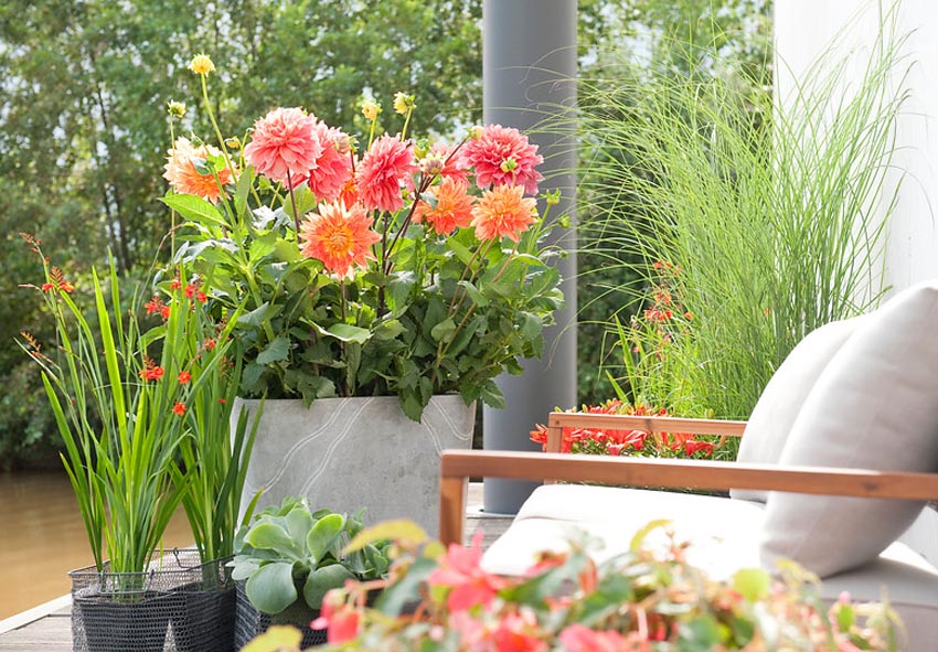 dahlia plant in pots