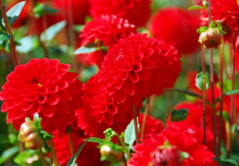 Planting and Growing of Dahlia Tubers — a comprehensive guide