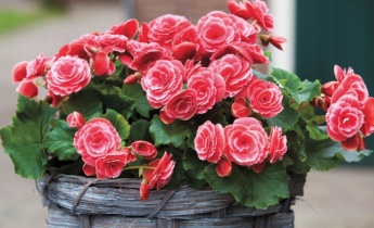 How To Grow Begonias From Corms Or Tuber