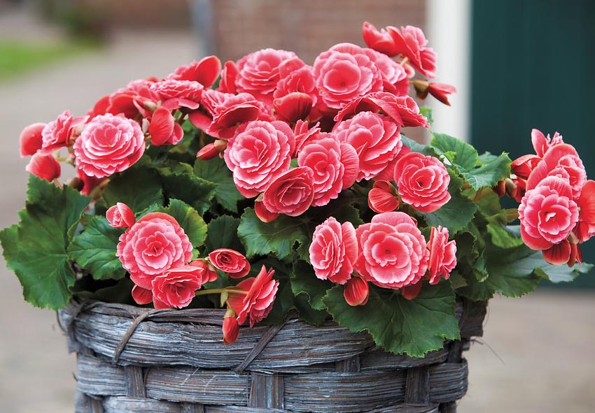 Planting Begonia Tubers or Corms