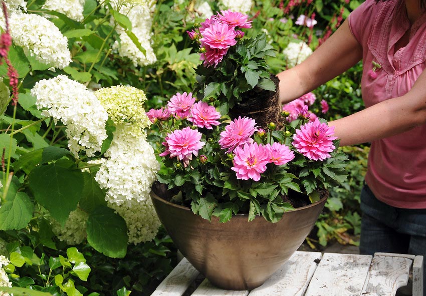 dahlia plant in pots