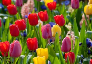 Tulips After Blooming Care Lifting And Storing Guide For Healthy Bulbs