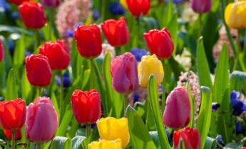 Consigli per Piantare i Pulbi di Tulipano