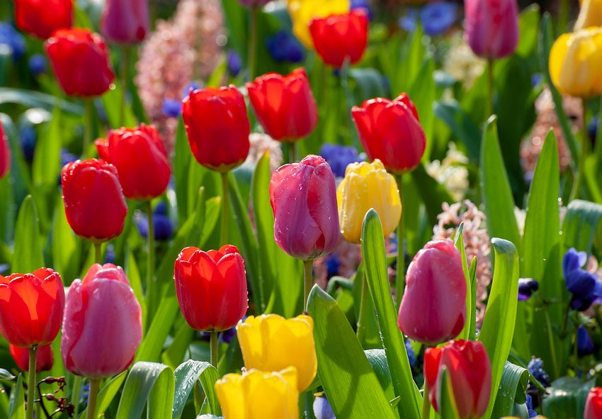 Description de la photo des conseils de plantation des bulbes de tulipes