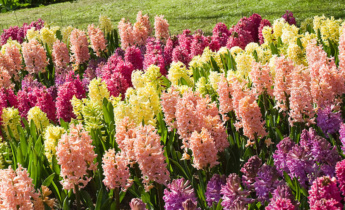 What to Do With Hyacinth Bulbs After Flowering?
