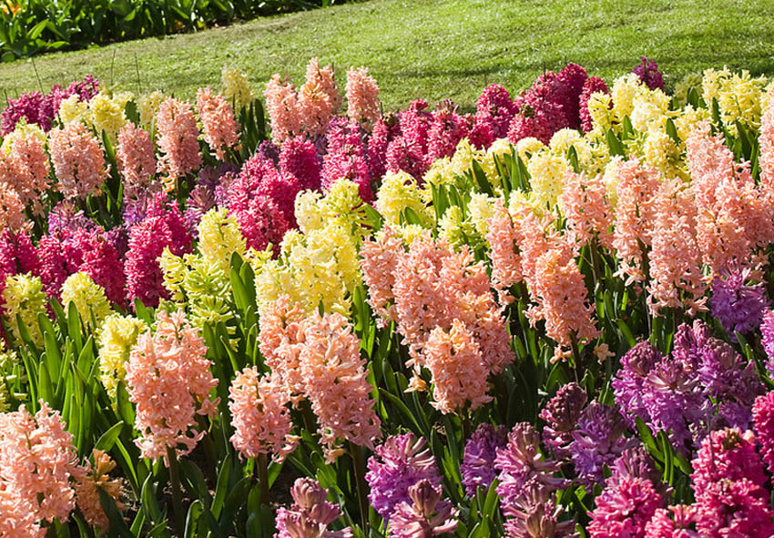 What to Do With Hyacinth Bulbs After Flowering photo description