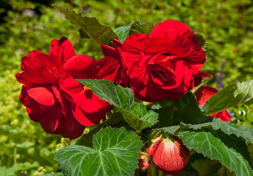 Description des photos des soins aux bégonias en extérieur