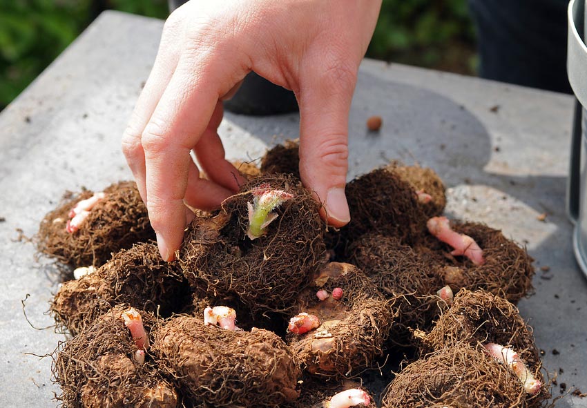 How to plant begonias photo description
