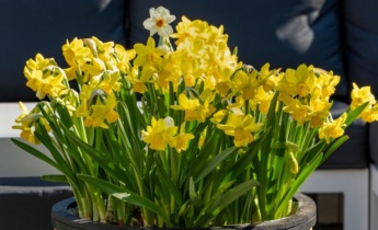 What to Do When Daffodils Are Finished Flowering?