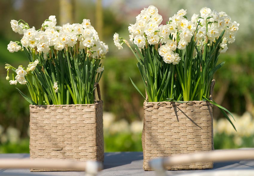 What to do with daffodils in pots after flowering photo description