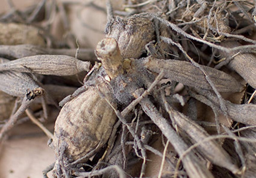 Description de la photo des tubercules de dahlia