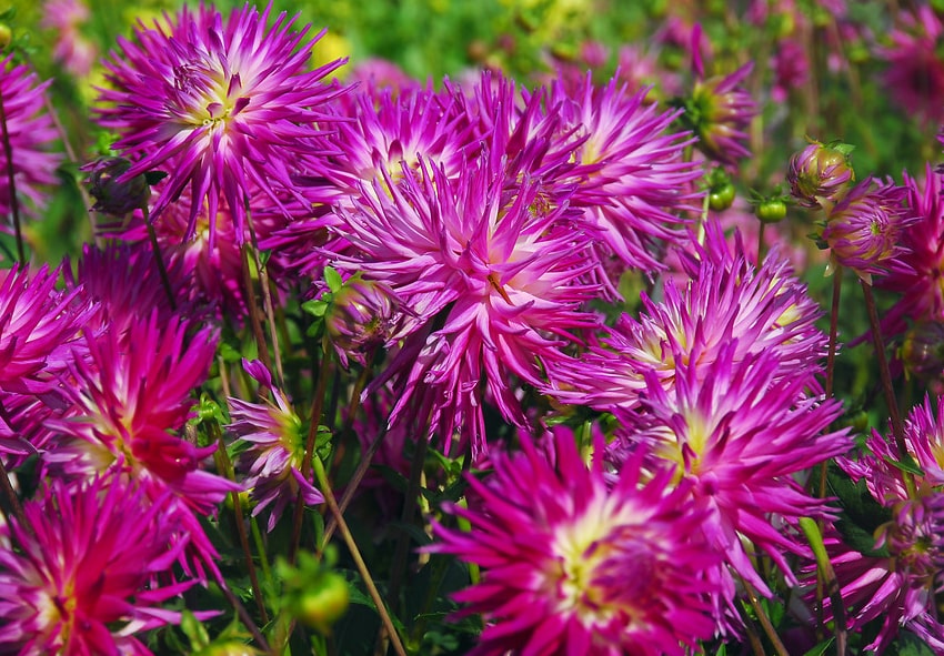 Where to Plant Dahlias descrition photo