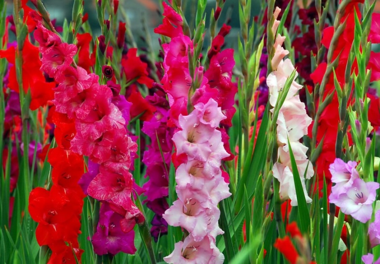 How and When to Plant Gladioli Bulbs & Other Care Tips