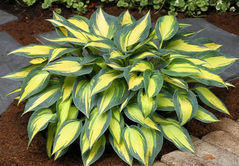 Growing Hostas from Seed — Complete Guide