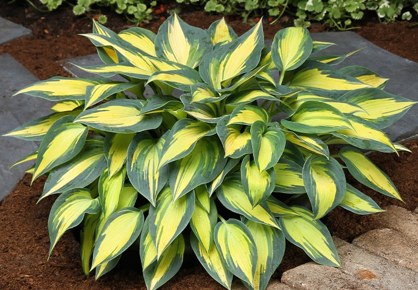 Hosta foto