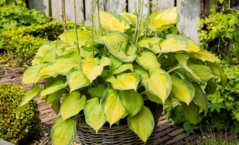 Hosta Propagation: How to Divide and Multiply Hostas Successfully
