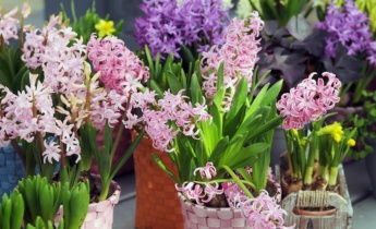 Low-Maintenance Spring Flowers: Easy Blooms for a Beautiful Garden