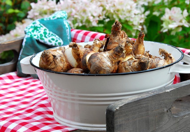 What to Do With Daffodils After Flowering?