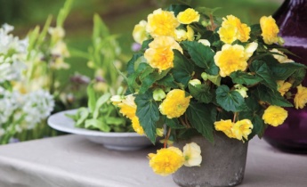 How To Grow Begonias From Corms Or Tuber