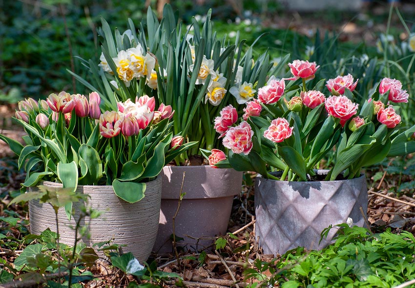 Planting tulips in pots and containers photo description