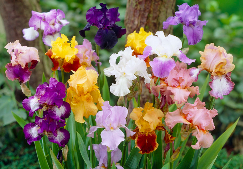Iris Perennials pictures