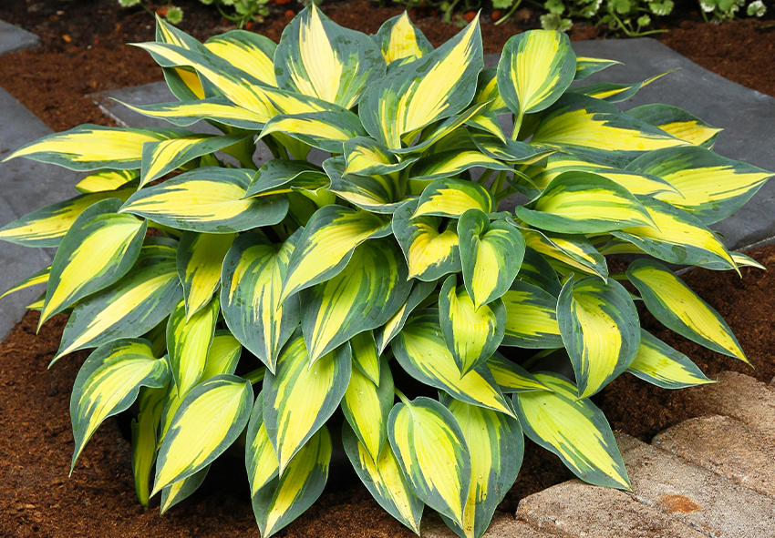 Hosta εικόνες