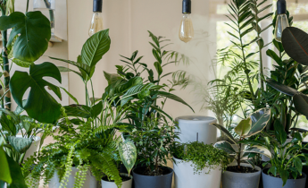 Luftreinigende Pflanzen – Top-Pflanzen für ein gesünderes Zuhause