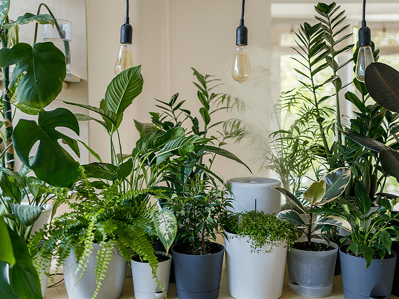 House plants photo
