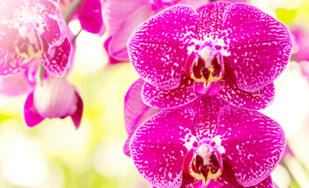 Wie oft blühen Orchideen?